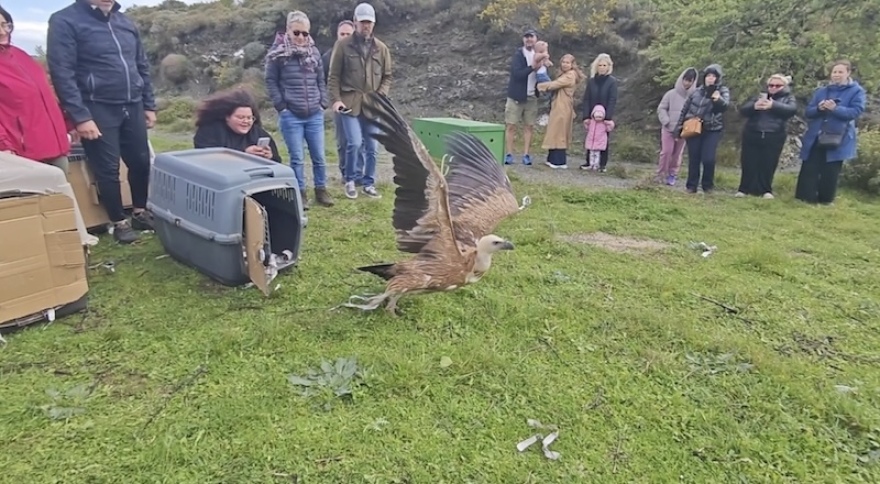 Ρέθυμνο: Έξι γύπες επέστρεψαν στο φυσικό τους περιβάλλον, δείτε βίντεο από την απελευθέρωσή τους