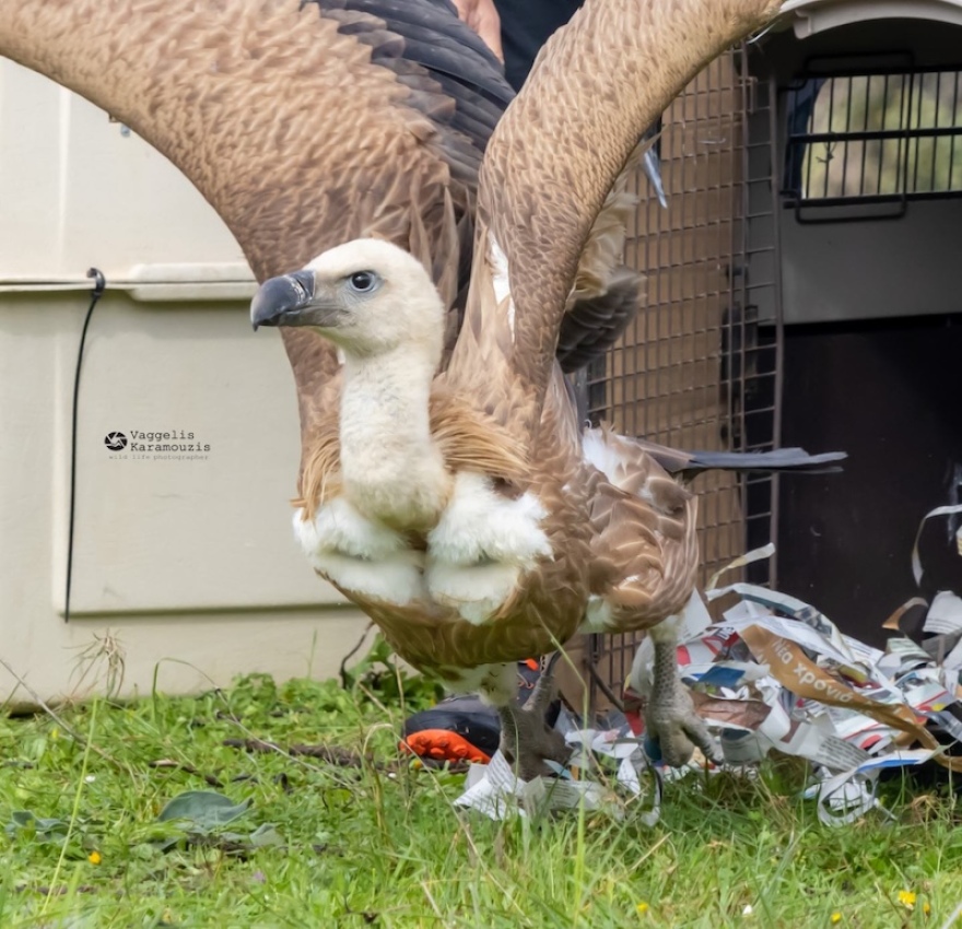 Ρέθυμνο: Έξι γύπες επέστρεψαν στο φυσικό τους περιβάλλον, δείτε βίντεο από την απελευθέρωσή τους