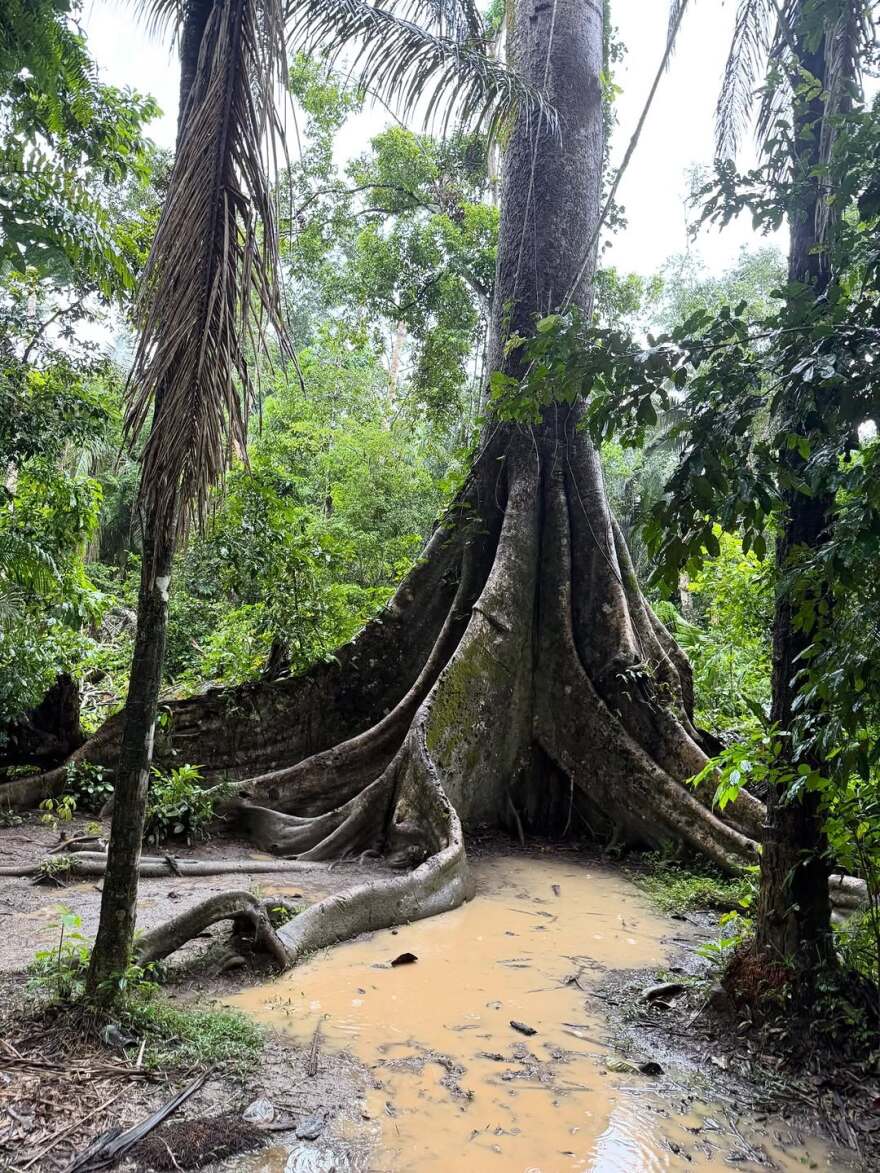 Η Στεφανία Γουλιώτη εύχεται Καλό Πάσχα από τον Αμαζόνιο: Να είστε σε μέρη και με ανθρώπους που αγαπάτε