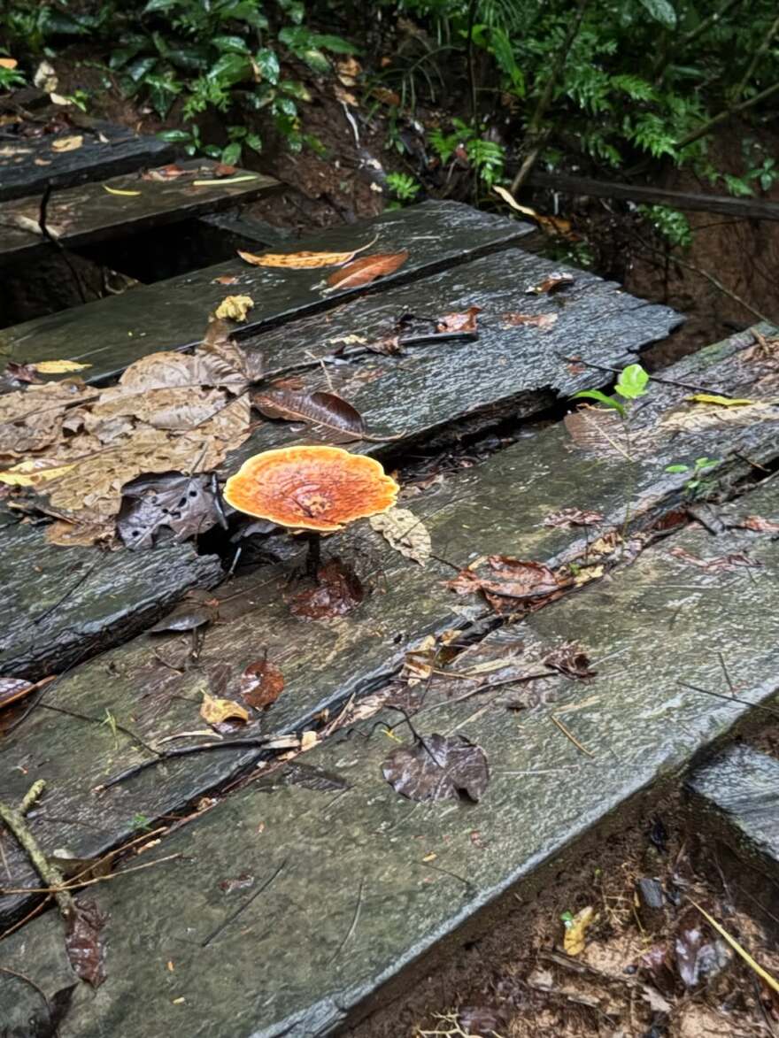 Η Στεφανία Γουλιώτη εύχεται Καλό Πάσχα από τον Αμαζόνιο: Να είστε σε μέρη και με ανθρώπους που αγαπάτε