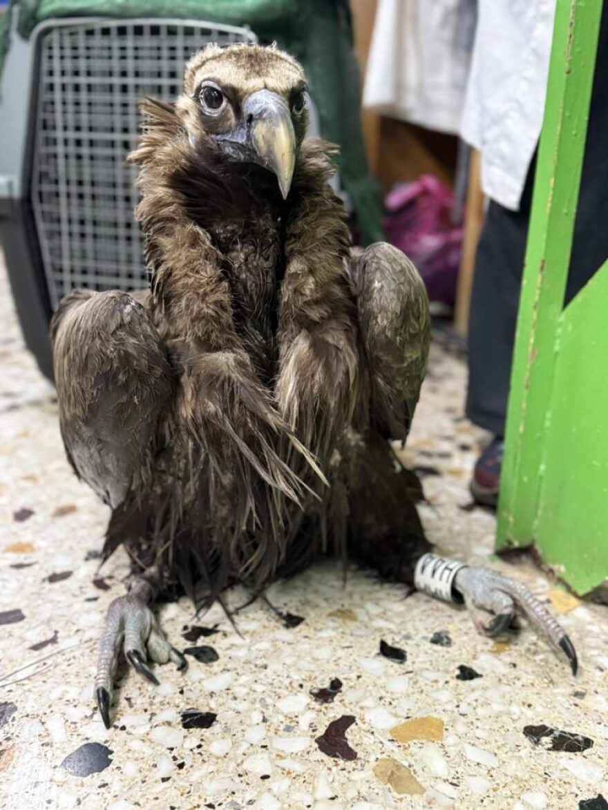 Ο αρσενικός μαυρόγυπας «Ιωάννα» επέστρεψε στη Δαδιά: Το χρονικό της διάσωσης που συγκίνησε