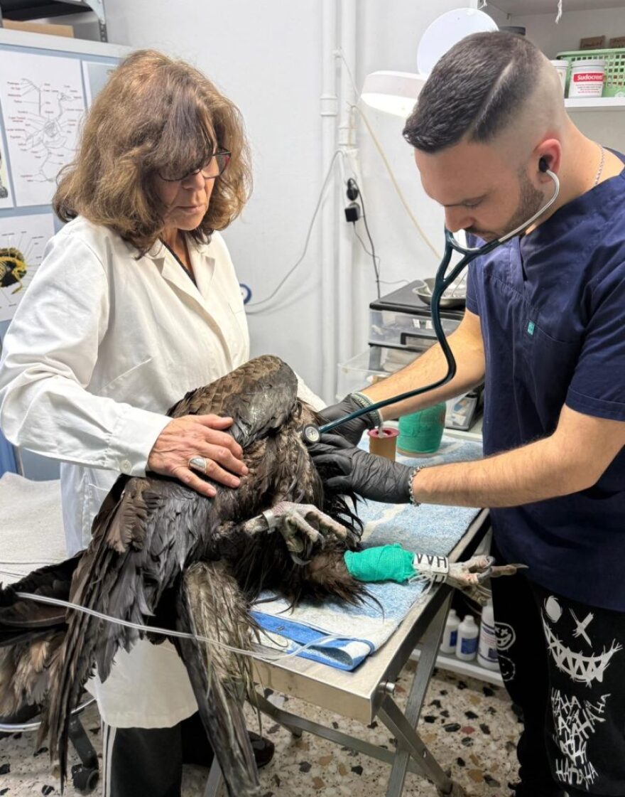 Ο αρσενικός μαυρόγυπας «Ιωάννα» επέστρεψε στη Δαδιά: Το χρονικό της διάσωσης που συγκίνησε