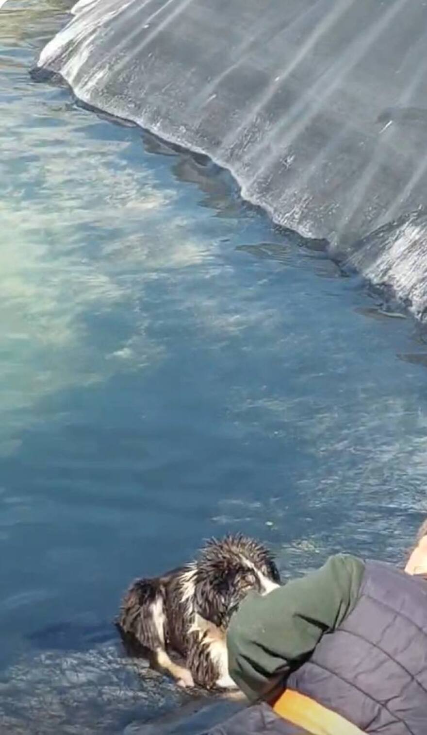 Διάσωση έξι σκύλων από ταμιευτήρα άρδευσης στην Κατερίνα, δείτε βίντεο και φωτογραφίες