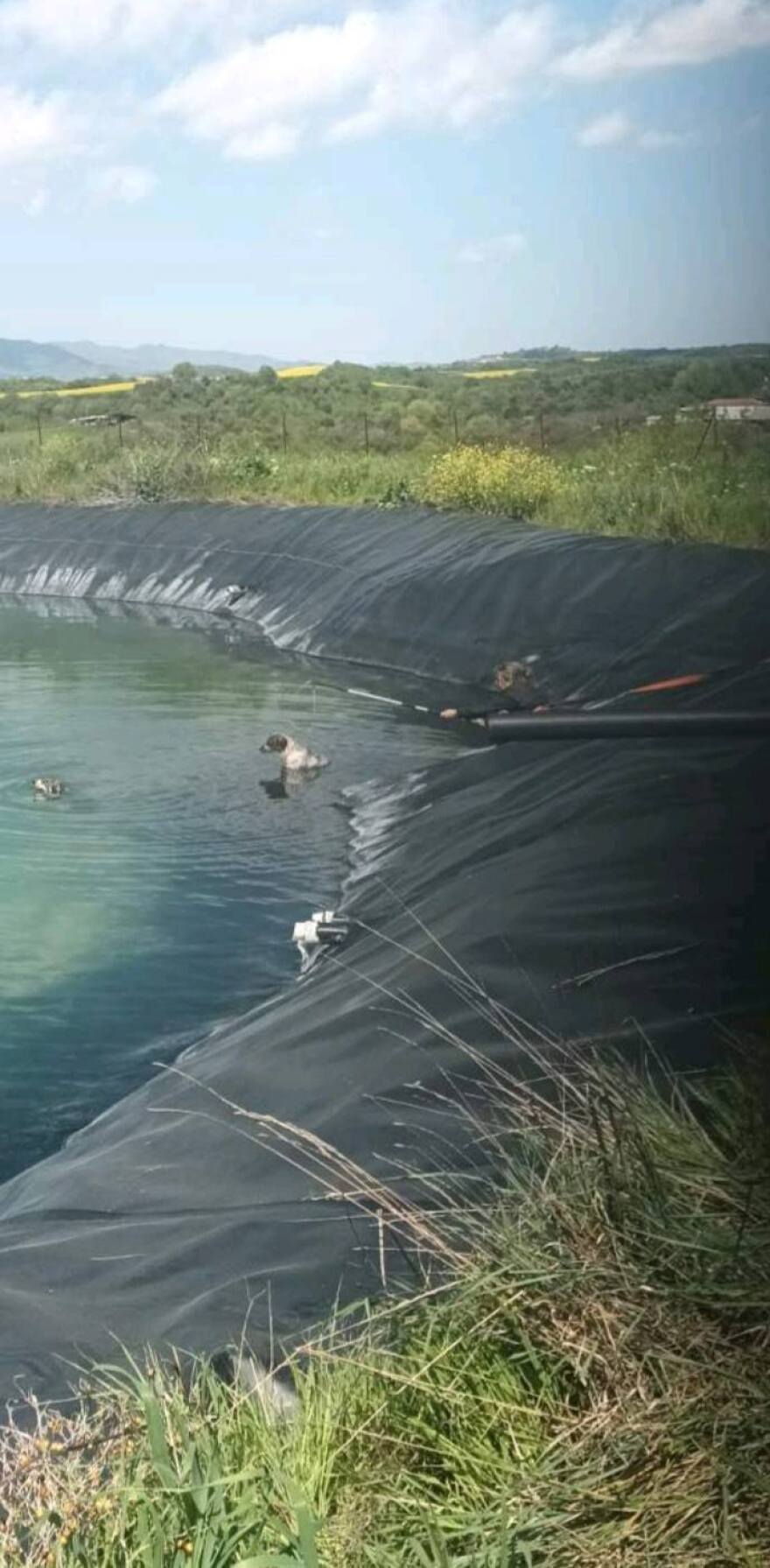 Διάσωση έξι σκύλων από ταμιευτήρα άρδευσης στην Κατερίνα, δείτε βίντεο και φωτογραφίες