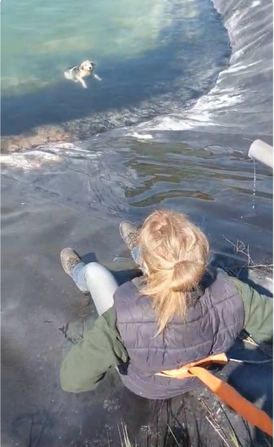 Διάσωση έξι σκύλων από ταμιευτήρα άρδευσης στην Κατερίνα, δείτε βίντεο και φωτογραφίες