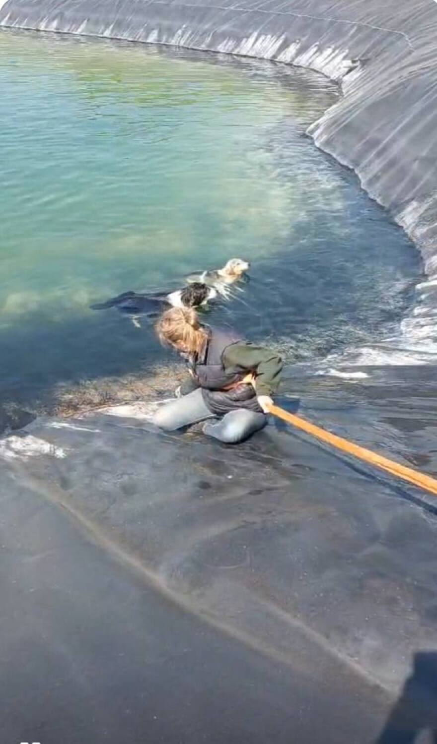 Διάσωση έξι σκύλων από ταμιευτήρα άρδευσης στην Κατερίνα, δείτε βίντεο και φωτογραφίες