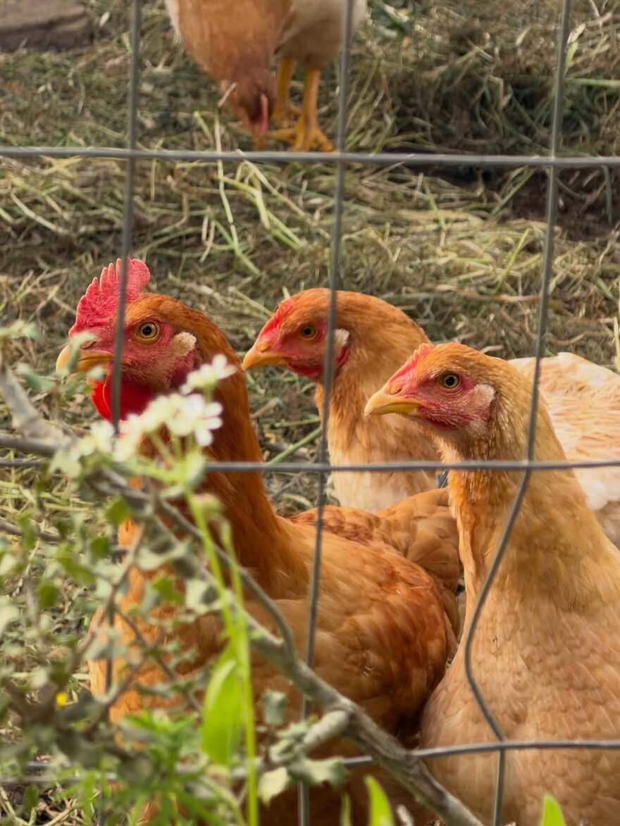 Η Ζέτα Μακρυπούλια ποζάρει στο χωριό της στο Αγρίνιο: Τα τελευταία χρόνια επέστρεψα στις ρίζες μου 