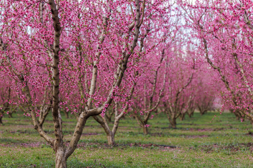 Αφιέρωμα της Welt στις ανθισμένες ροδακινιές της Βέροιας: «Ένα εντυπωσιακό ανοιξιάτικο πανόραμα»