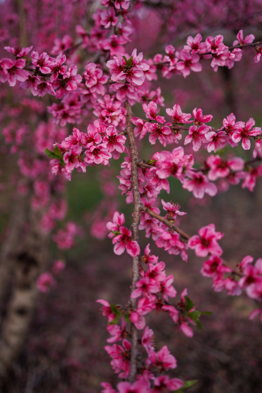 Αφιέρωμα της Welt στις ανθισμένες ροδακινιές της Βέροιας: «Ένα εντυπωσιακό ανοιξιάτικο πανόραμα»