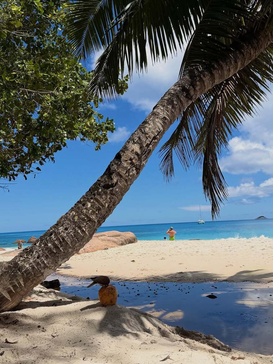 Η Αλεξάνδρα Παναγιώταρου πόζαρε ανάμεσα σε φοίνικες στις Σεϋχέλλες, δείτε φωτογραφίες 