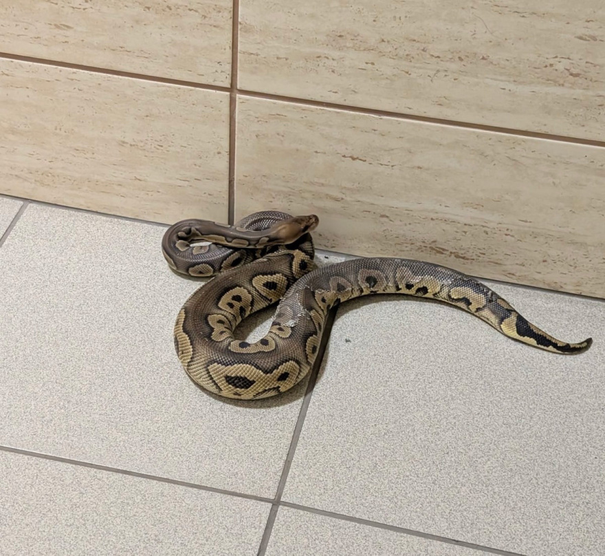 Απίστευτη υπόθεση στην Πολωνία, βρέθηκαν 148 βασιλικοί πύθωνες σε διαμέρισμα 
