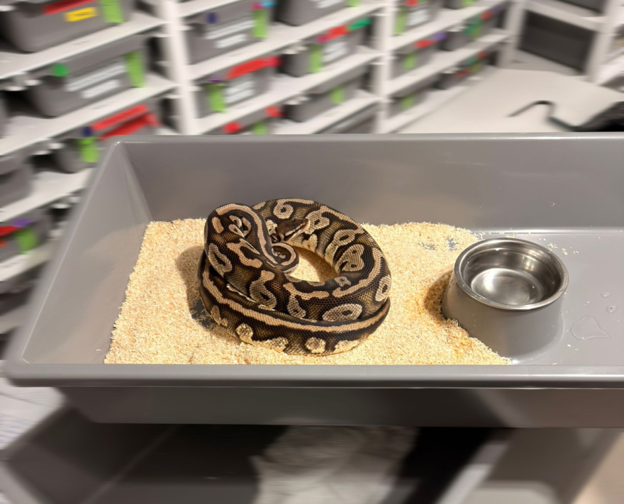 Απίστευτη υπόθεση στην Πολωνία, βρέθηκαν 148 βασιλικοί πύθωνες σε διαμέρισμα 
