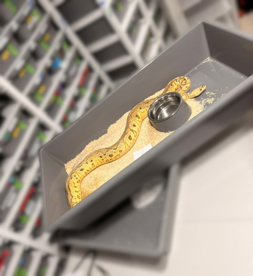 Απίστευτη υπόθεση στην Πολωνία, βρέθηκαν 148 βασιλικοί πύθωνες σε διαμέρισμα 
