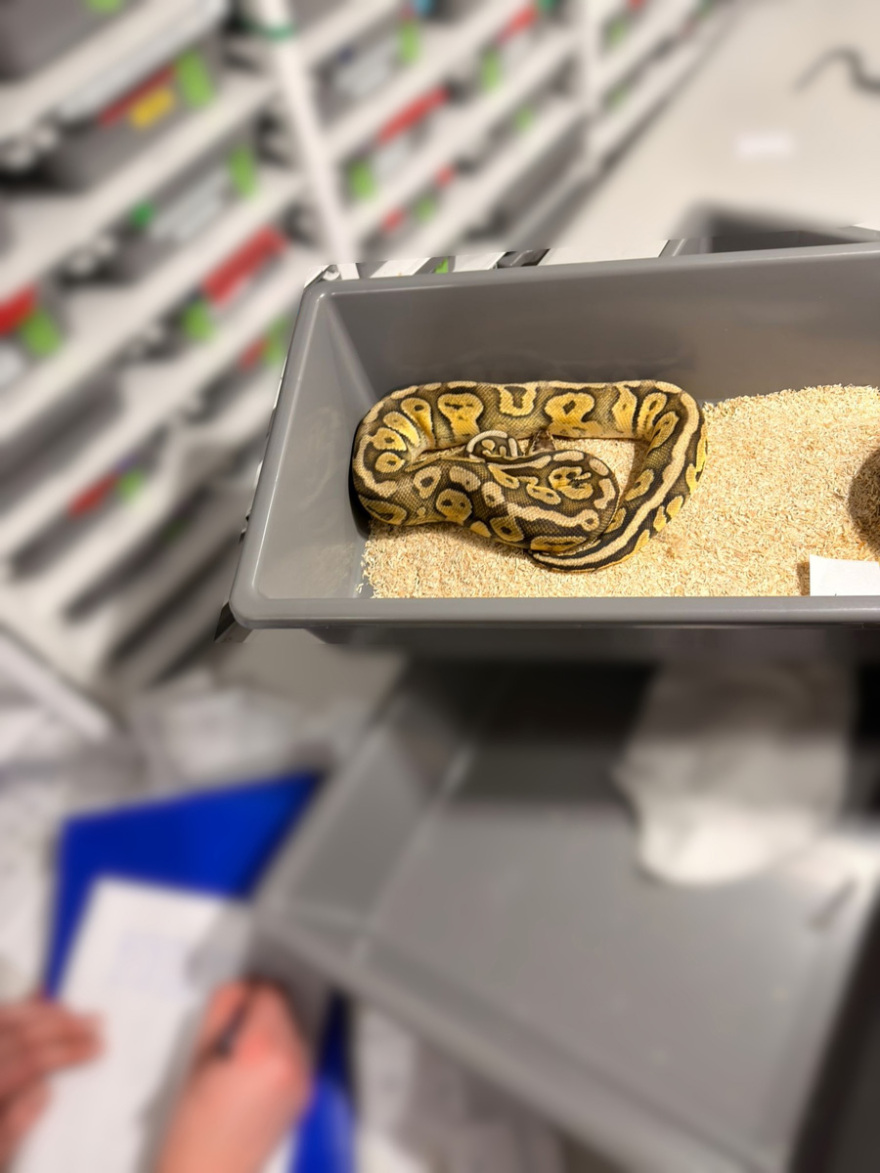 Απίστευτη υπόθεση στην Πολωνία, βρέθηκαν 148 βασιλικοί πύθωνες σε διαμέρισμα 
