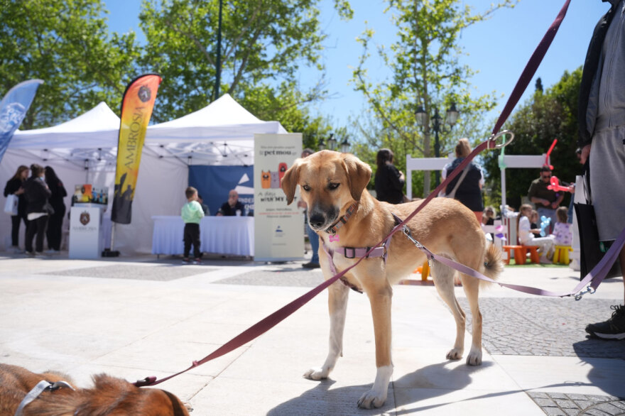 Η μεγάλη γιορτή του topetmou.gr για τα ζώα συντροφιάς στην Καλλιθέα
