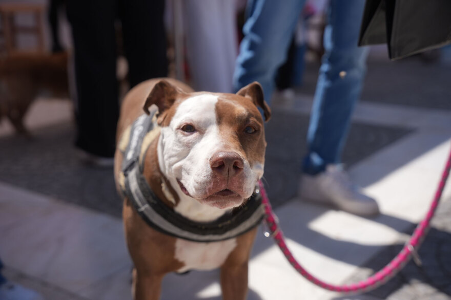 Η μεγάλη γιορτή του topetmou.gr για τα ζώα συντροφιάς στην Καλλιθέα