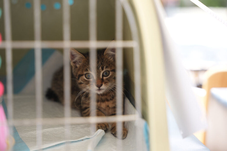 Η μεγάλη γιορτή του topetmou.gr για τα ζώα συντροφιάς στην Καλλιθέα