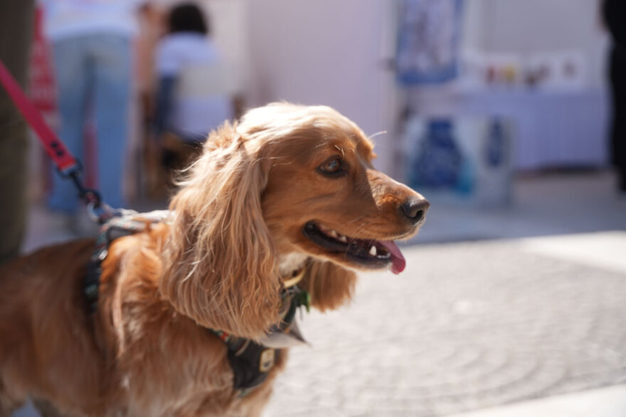 Η μεγάλη γιορτή του topetmou.gr για τα ζώα συντροφιάς στην Καλλιθέα