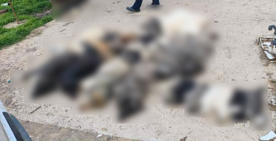 Κτηνωδία στην Χαλκιδική με μαζική δηλητηρίαση 21 σκύλων