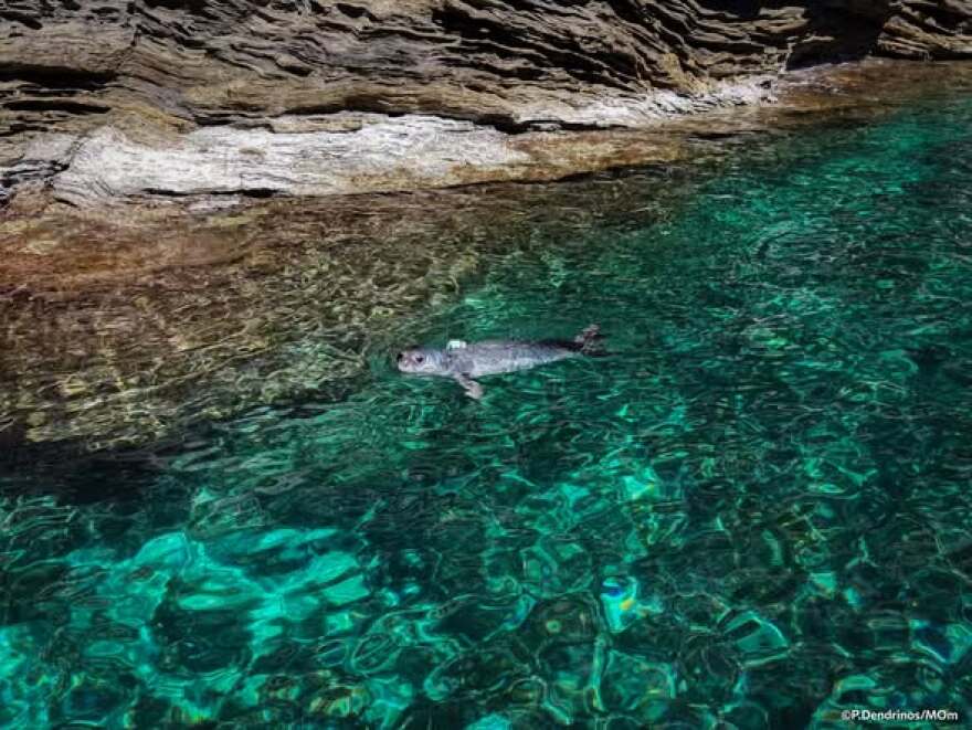 Η μεγάλη μέρα έφτασε, η μικρή φώκια με το όνομα Καλυψώ επέστρεψε, υγιής και δυνατή, στην ανοιχτή θάλασσα