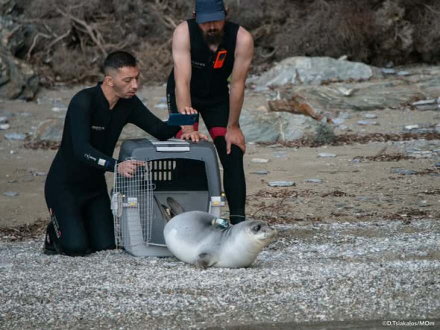 Η μεγάλη μέρα έφτασε, η μικρή φώκια με το όνομα Καλυψώ επέστρεψε, υγιής και δυνατή, στην ανοιχτή θάλασσα