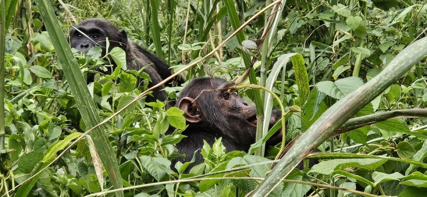 «Εμφύλιος πόλεμος» μεταξύ χιμπατζήδων στην Ουγκάντα: Θανατηφόρες συγκρούσεις μετά από δεκαετίες αρμονικής συμβίωσης