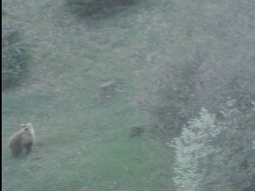 Αρκούδα καταδίωξε λύκο για να προστατεύσει το μικρό της στη Βάλια Κάλντα, δείτε βίντεο