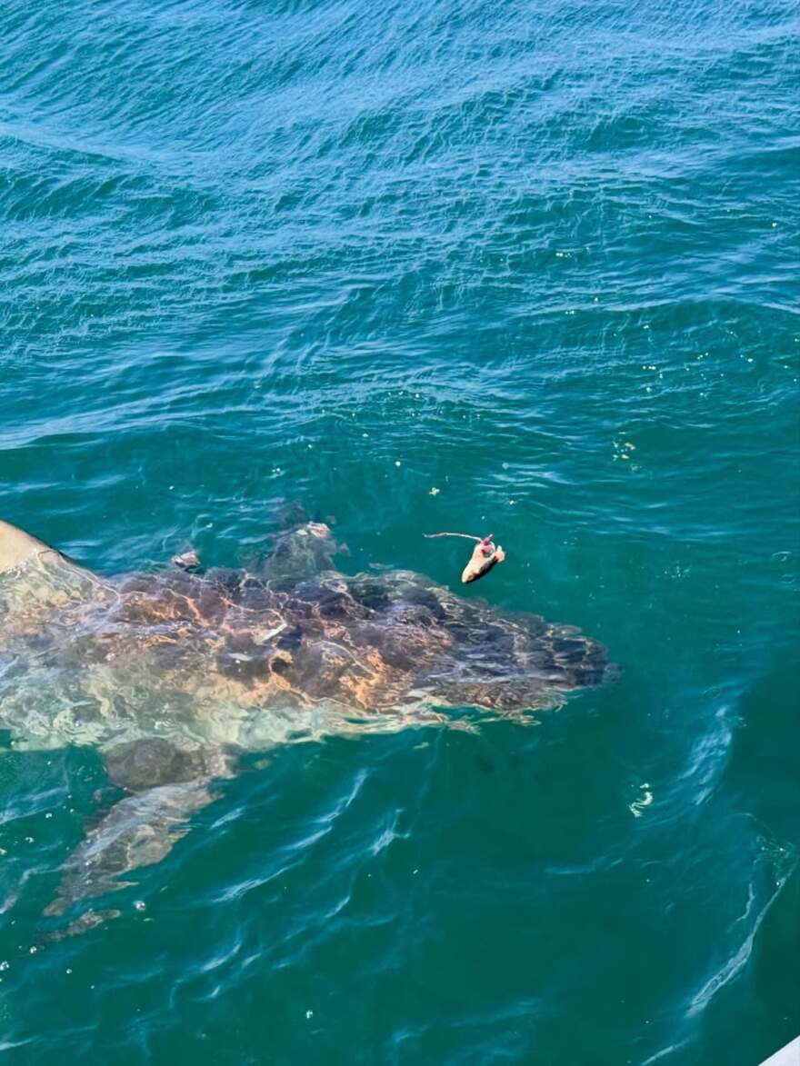 Η Μαριέττα Χρουσαλά κολύμπησε με λευκούς καρχαρίες