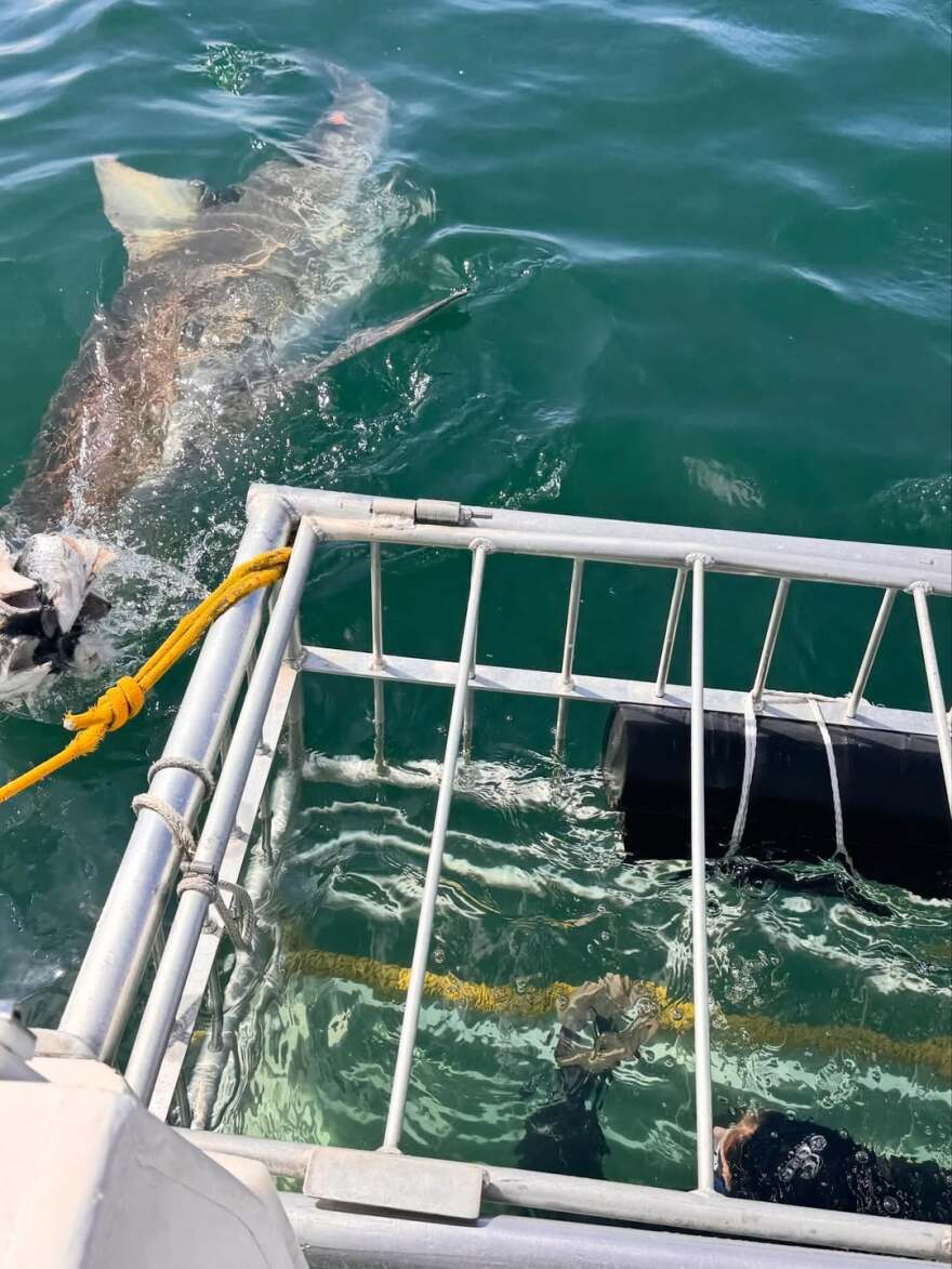 Η Μαριέττα Χρουσαλά κολύμπησε με λευκούς καρχαρίες