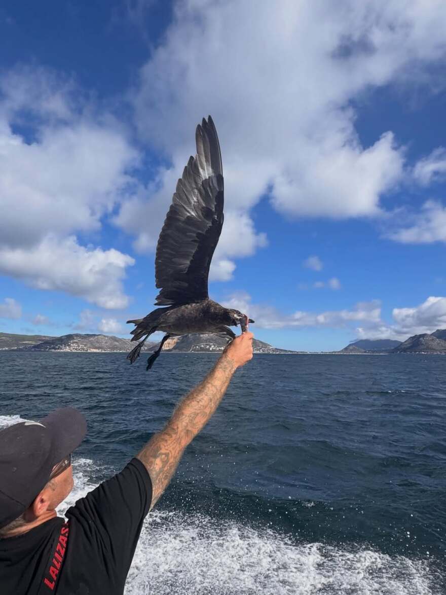 Η Μαριέττα Χρουσαλά κολύμπησε με λευκούς καρχαρίες