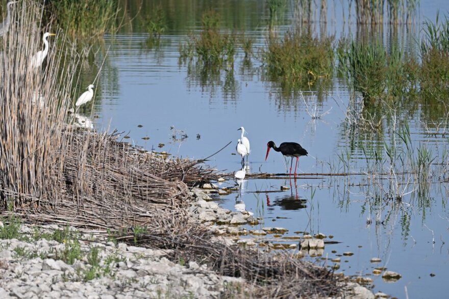 Σπάνιος μαυροπελαργός εμφανίστηκε στην Κάρλα, βίντεο και φωτογραφίες