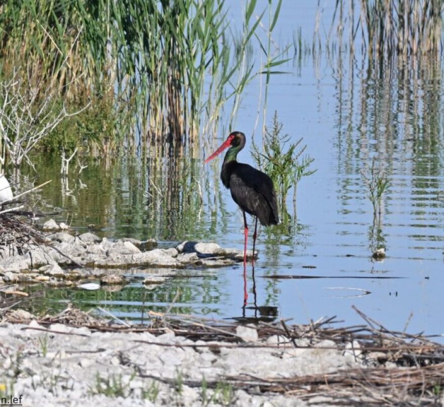 Σπάνιος μαυροπελαργός εμφανίστηκε στην Κάρλα, βίντεο και φωτογραφίες
