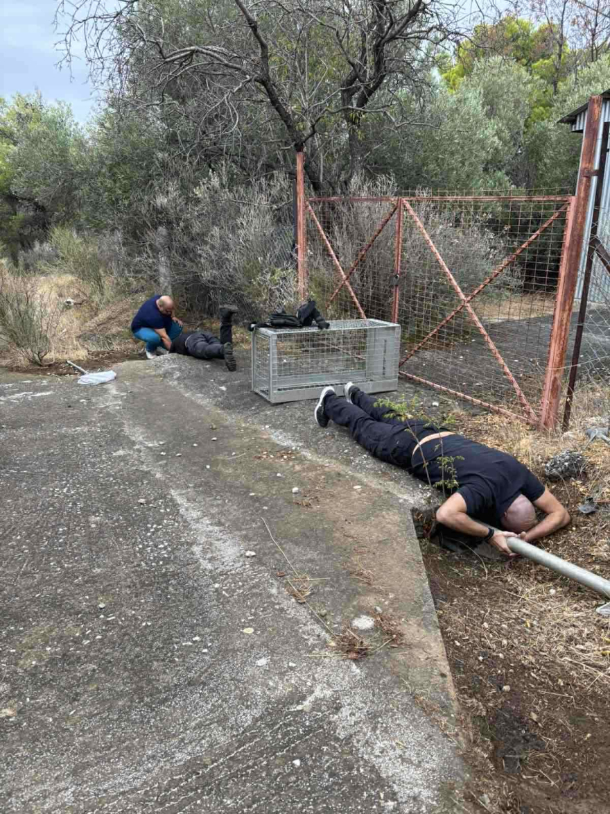 Διάσωση τεσσάρων κουταβιών που είχαν παγιδευτεί σε σωλήνα στις Αχαρνές
