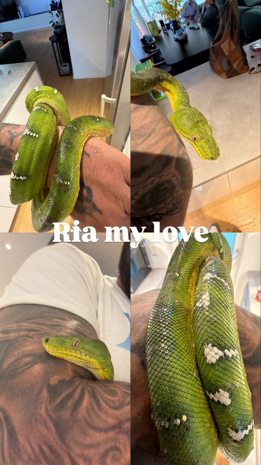 Το βίντεο της Ρίας Ελληνίδου με το φίδι του Δημήτρη Αλεξάνδρου και το «Ρία αγάπη μου» που έγραψε εκείνος