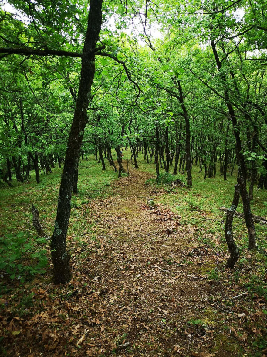 «Ipsilantis Trail» με διαδρομές στη βοιωτική φύση