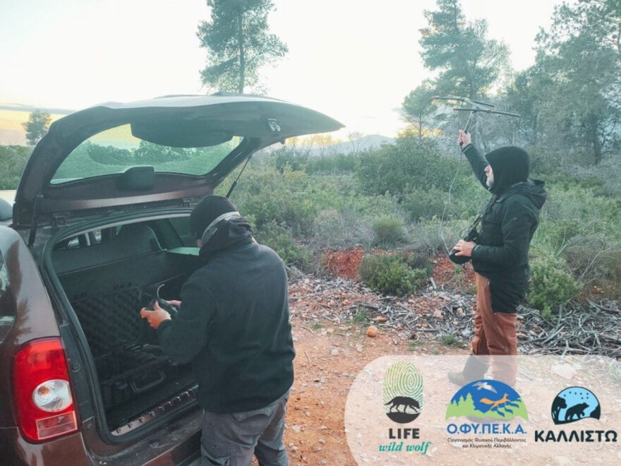Το λάθος που άλλαξε τη συμπεριφορά των λύκων στην Πάρνηθα και πλησιάζουν τους ανθρώπους χωρίς να φοβούνται