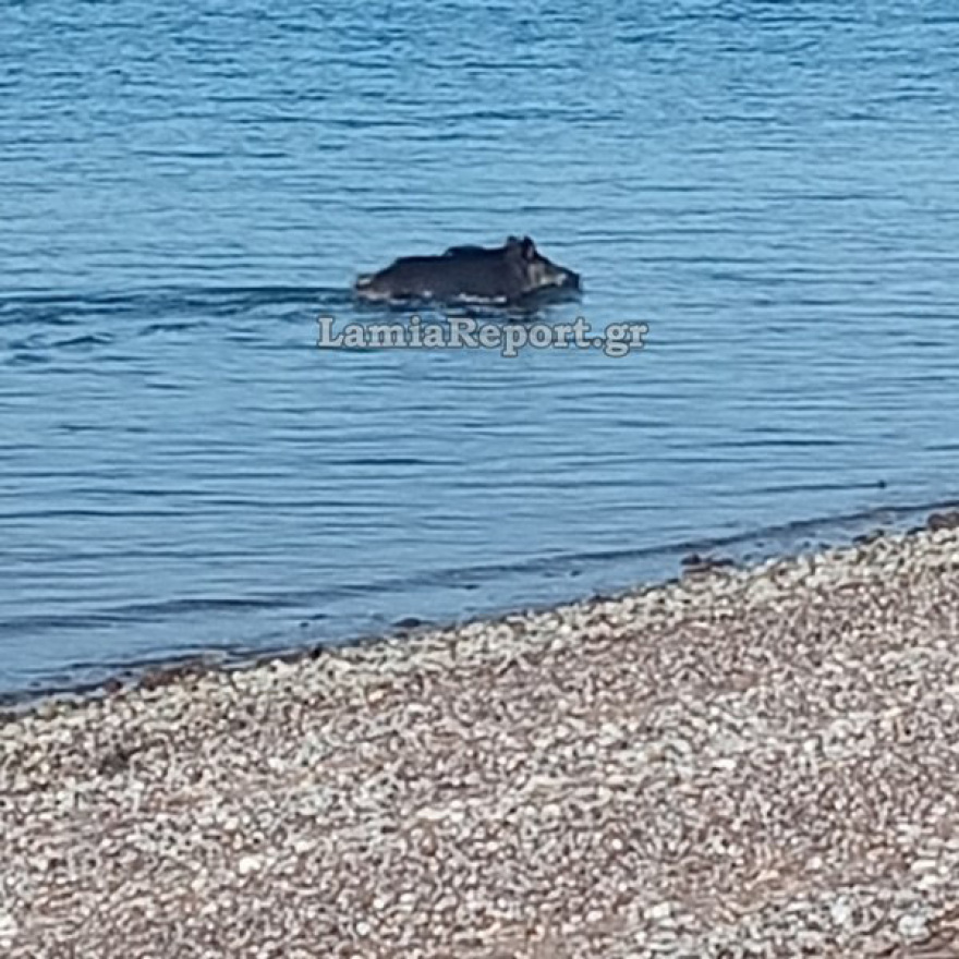 Αγριογούρουνο απολαμβάνει το μπάνιο του στην Αρκίτσα, δείτε βίντεο