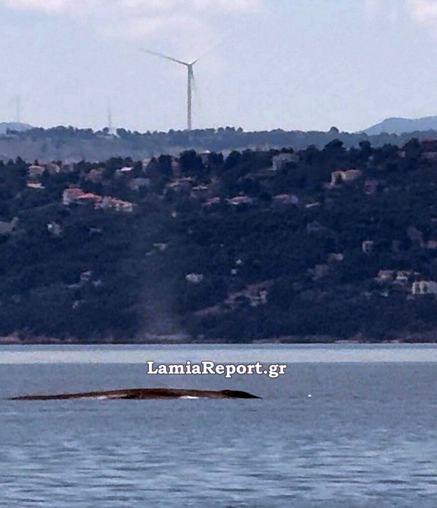 Βίντεο: Φάλαινα εμφανίστηκε ανοιχτά του Θεολόγου, στον Βόρειο Ευβοϊκό