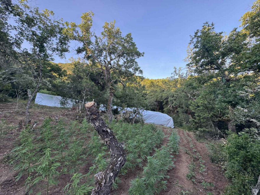 Η ΕΛΑΣ ξήλωσε τεράστια φυτεία κάνναβης με 1.383 δενδρύλλια στα Καμμένα Βούρλα, πάνω από 2 εκατ. ευρώ τα προσδοκόμενα κέρδη 