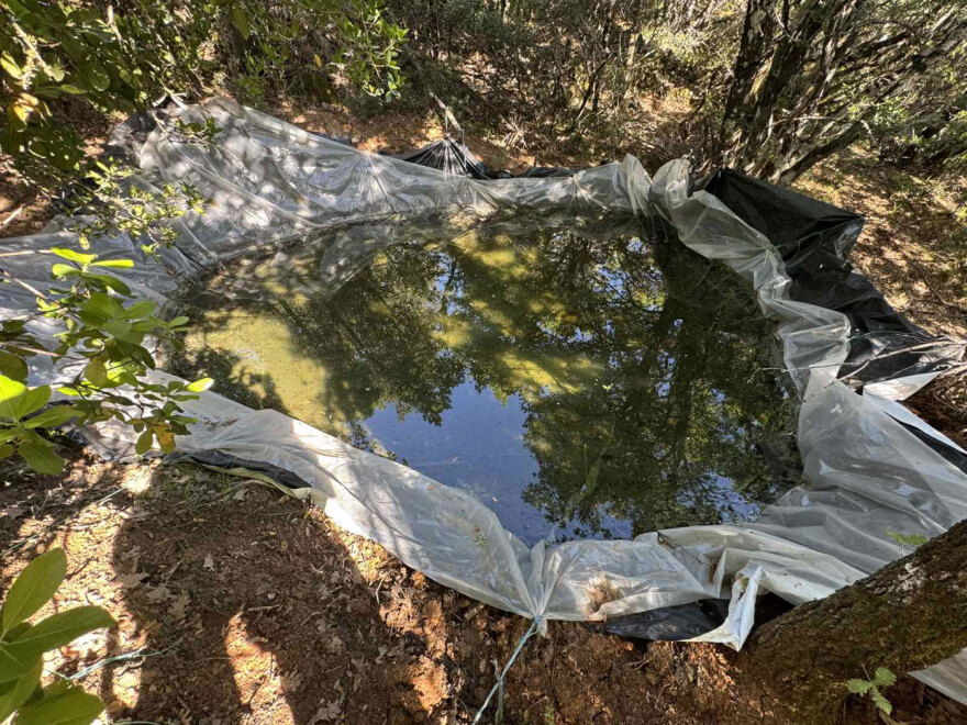 Η ΕΛΑΣ ξήλωσε τεράστια φυτεία κάνναβης με 1.383 δενδρύλλια στα Καμμένα Βούρλα, πάνω από 2 εκατ. ευρώ τα προσδοκόμενα κέρδη 