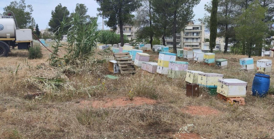Εξετάζεται η φωτιά στη Φιλοθέη να ξεκίνησε από μελίσσια, αναζητούνται οι μελισσοκόμοι