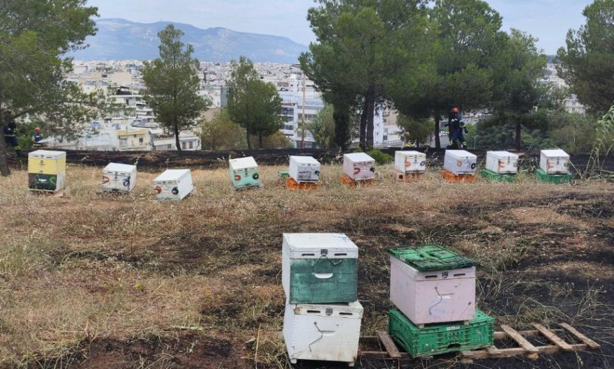Εξετάζεται η φωτιά στη Φιλοθέη να ξεκίνησε από μελίσσια, αναζητούνται οι μελισσοκόμοι