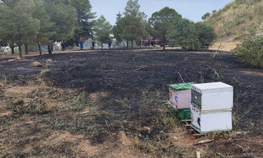 Εξετάζεται η φωτιά στη Φιλοθέη να ξεκίνησε από μελίσσια, αναζητούνται οι μελισσοκόμοι