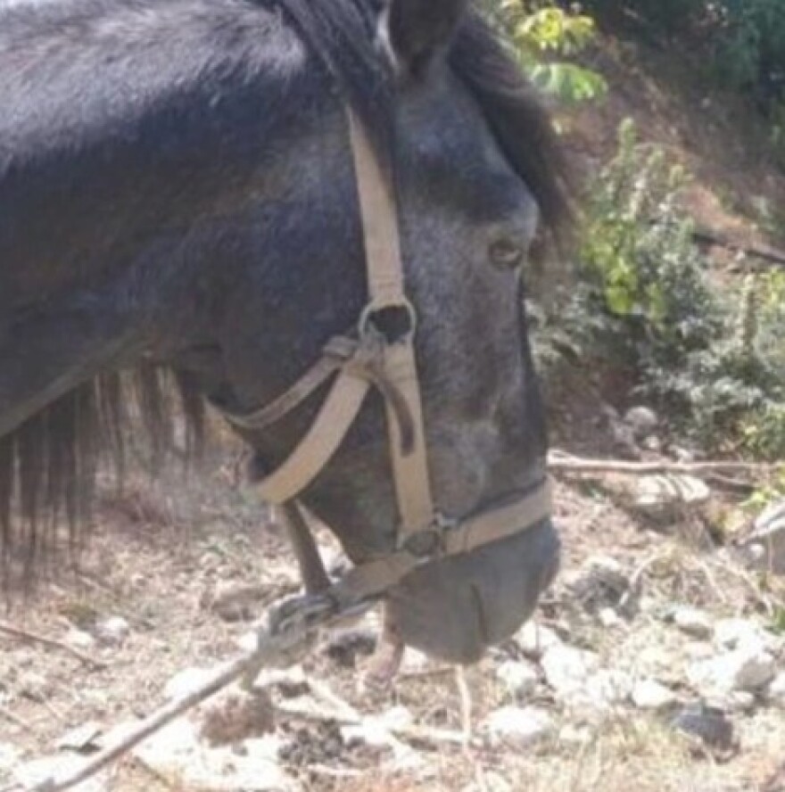 Πρόστιμο €36.800 και φυλάκιση στον ιδιοκτήτη του αλόγου που βρέθηκε δεμένο, υποσιτισμένο και με κομμένο πόδι στην Κρήτη 