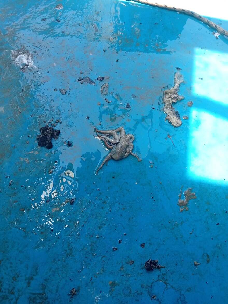 Το φυτοπλαγκτόν και τα ασφυκτικά φαινόμενα στο Θερμαϊκό: Χταποδάκια πεθαίνουν λόγω έλλειψης οξυγόνου