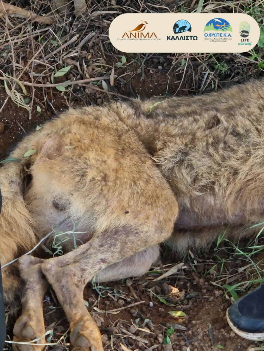 Λύκος πιάστηκε σε παράνομη θηλιά στην Αττική, τον απελευθέρωσαν και στην συνέχεια περπάτησε 200 χλμ μέχρι τον Παρνασσό
