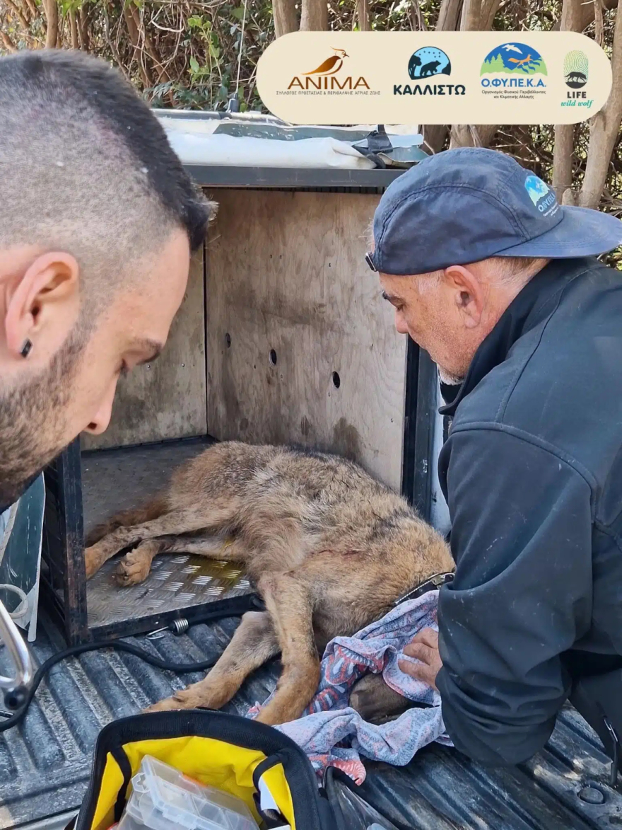 Λύκος πιάστηκε σε παράνομη θηλιά στην Αττική, τον απελευθέρωσαν και στην συνέχεια περπάτησε 200 χλμ μέχρι τον Παρνασσό
