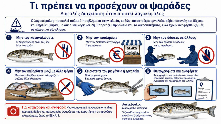 Τα έξι είδη λαγοκεφάλων που υπάρχουν στις ελληνικές θάλασσες, τα χαρακτηριστικά τους και ποιο είναι το πιο επικίνδυνο 