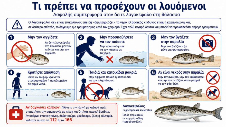 Τα έξι είδη λαγοκεφάλων που υπάρχουν στις ελληνικές θάλασσες, τα χαρακτηριστικά τους και ποιο είναι το πιο επικίνδυνο 