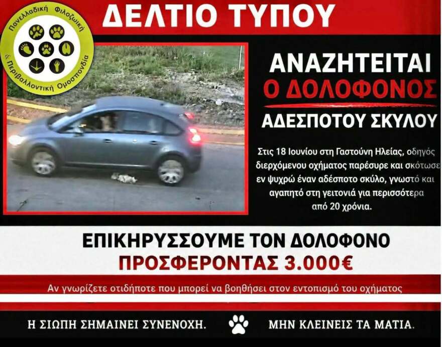Επικήρυξη από φιλοζωική οργάνωση για τον οδηγό που σκότωσε αδέσποτο σκύλο στη Γαστούνη